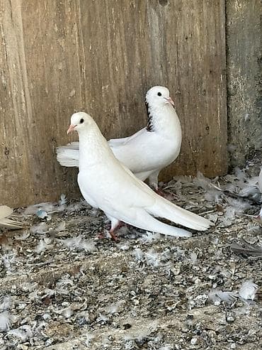 heyvanlar quşlar: Tam saqlam heyvanlar 2 cutu 100 manat 
Wp +994 77 472 00 19 — 1