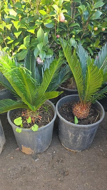 Sago xurması (Cycas revoluta) – dekorativ qap içi və bağ bitkisi -