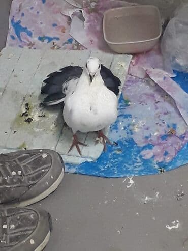 Digər quşlar — 1