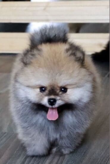zvanok itlerin satisi: Şpitz, 2 ay, Peyvəndli, Ünvandan götürmə — 1