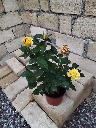 Digər bitkilər: Salam gülər dipcekde satılır nömrədə whatsapp var — 5