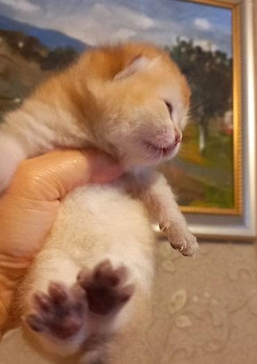 Erkək, Yaxşı əllərə, Ünvandan götürmə