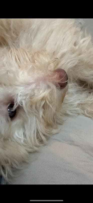 rottweiler satisi: Pudel, Erkek — 9