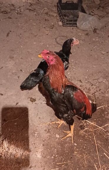 etibarlı ellere verilir: Salam aleykum herkese heyratı colpası satlır dqş pıpık colpadı 9 — 3