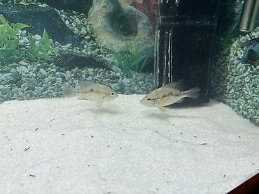 akvarium baliqlari: Cixlid balığı — 2