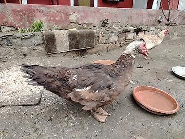 Akvariumlar: Salam krasnadar sortu təmiz qan erkəydi sonu 50 azndi qiymətə görə — 6