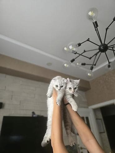 пишик: Шотландская, Самовывоз — 2