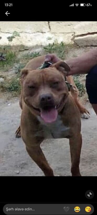 ağ pişik: Pitbul, Erkek — 1
