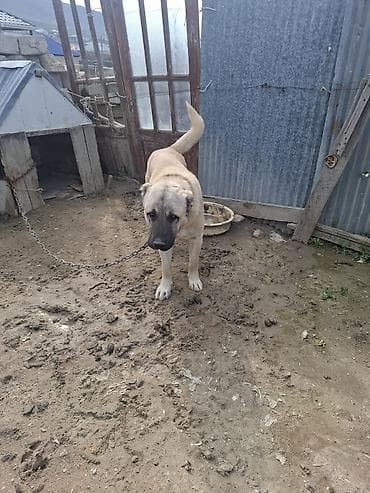 alman coban iti: Kanqal — 2