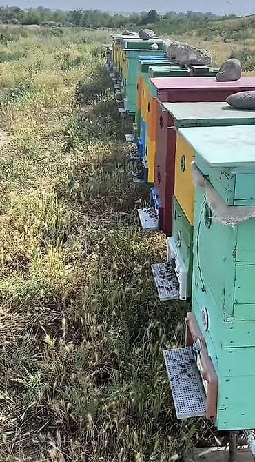 İçkilər: Süzülmüş təmiz dağ balı. Öz istifadəmiz üçün saxlayırıq artıq olanı — 7