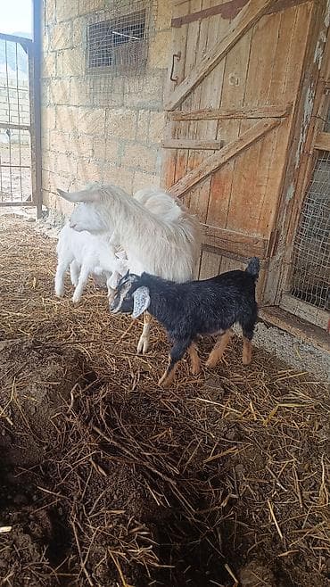 cücə satışı: Satılır: ana keçi balaları ilə - Növ: Sanny - Rəng: ana – ağ; — 2