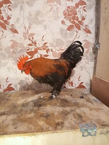 Pişiklər: Toyuq, Damazlıq — 1