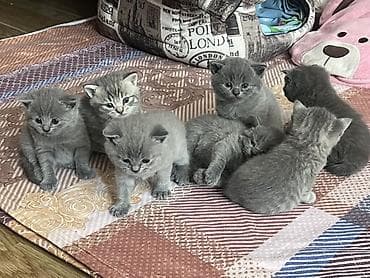 pisiy satisi: Britan, Dişi, Erkək, Yaxşı əllərə, Ünvandan götürmə — 2