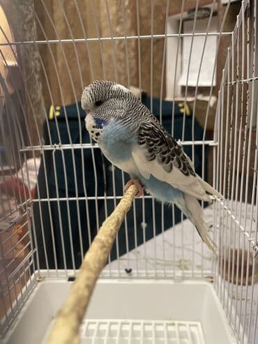 arı şəkilləri: Bülbül (dalmatin naxışlı, mavi-ağ rəng çaları) – əhliləşdirilmiş — 6