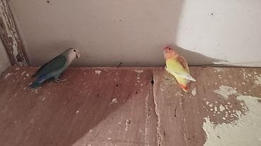 Məhsul: Sevda papuqaları (lovebird) Təsvir: - Şəkillərdə müxtəlif
