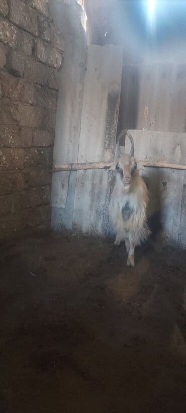 çəpiş satışı: Erkək çəpiş 170 azn — 1