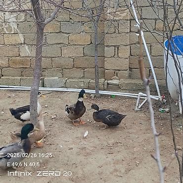 Gəmiricilər: Salam macar ördəklər bir erkəy iki dişi duşilər çox güman ki — 9