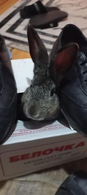 itler sekilleri: Evdə bəslənmiş dovşan - Növ: ev dovşanı - Rəng: boz-gümüşü - — 6