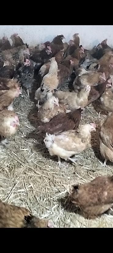 quş xana: Toyuq, Yumurtalıq — 4