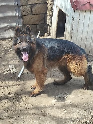 İtlər: Alman çoban iti, 1 il, Erkek, Sənədli, Ünvandan götürmə, Pulsuz çatdırılma, Ödənişli çatdırılma — 10