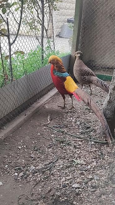 quru meyvelerin topdan satisi: Təmoz qan qızılı qırqovul yumurtası satılır — 3