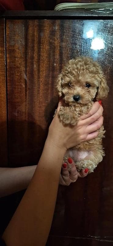 pitbul bala: Pudel, 2 ay, Dişi, Peyvəndli, Ünvandan götürmə — 1