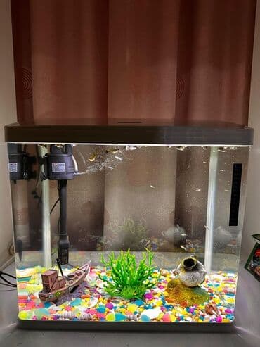 baliq toru: Bu standart düzbucaqlı şüşə akvaryum balıq saxlamaq üçün əlverişlidir — 5