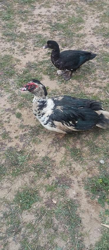 Musk ördəkləri (indoutka) – təsərrüfat üçün 2 baş - Cins z z z z z z