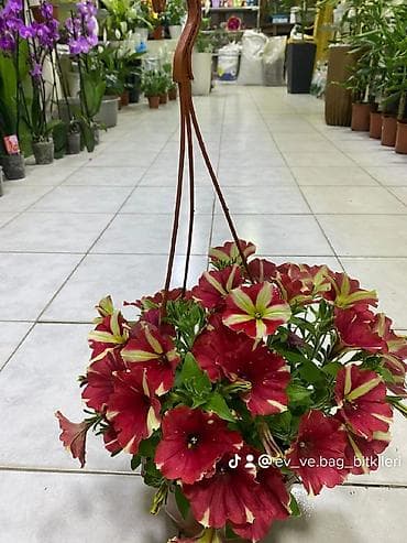 gül buketleri: Asılqan güllər – asma səbətdə dekorativ çiçəkli bitkilər - Asma — 6