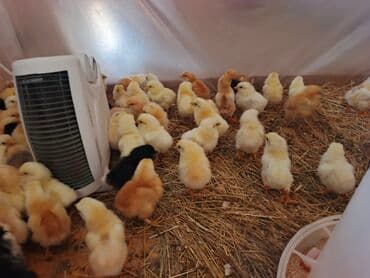 Toyuq cücələri, Ətlik lalafo.az -da Toyuq cücələri, Ətlik