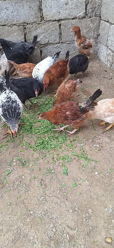 toyuq cucə: Toyuq cücələri, Damazlıq, Ödənişli çatdırılma — 2