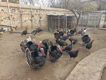 heyvan bazari inekler: Dişi, Ətlik, Ünvandan götürmə — 6