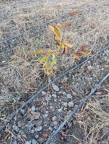 bitki guli: Giləmeyvə və meyvə bağları üçün ixtisaslaşdırılmış tinglər - Məzmun — 5