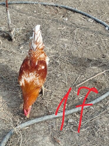 LIFAN: Hər cürə xoruzlar var ustunde qiymətləri var Təsvir: - Şəkillərdə — 6