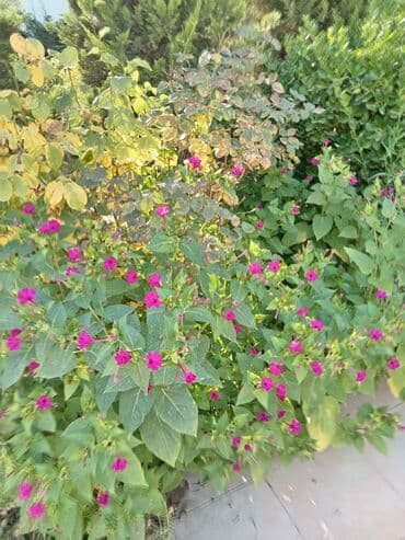 iş elanları 2024 xırdalan: Bağban, 45 il, 6 ildən artıq təcrübə — 1