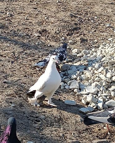 Heyvanlar üçün mallar: Hazır maya — 3