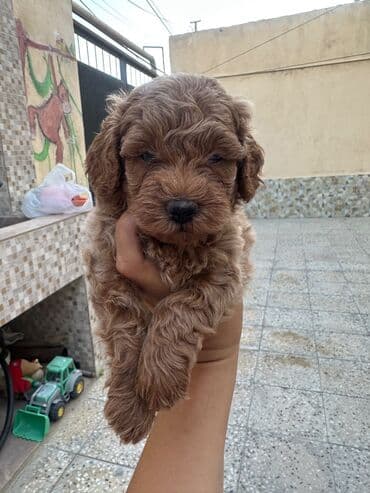 barter it: Şekilleri götürmeyin - Cins: Toy Pudel (mini) - Rəng: qara, ve — 7