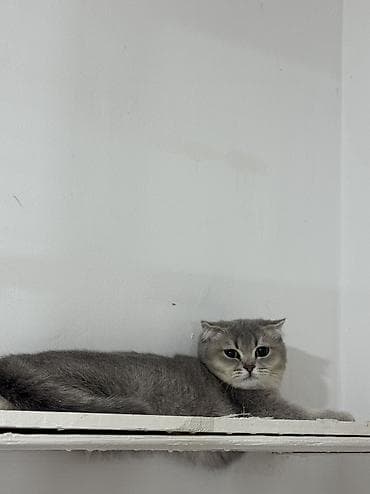 heyvanlar itler: Şotland, Dişi, Yaxşı əllərə, Ünvandan götürmə — 2
