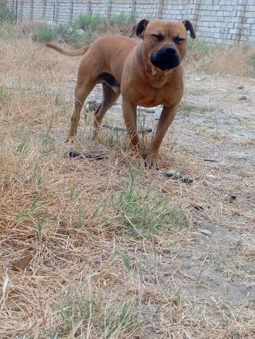 Akvariumlar: 3 il, Erkek, Peyvəndli — 3