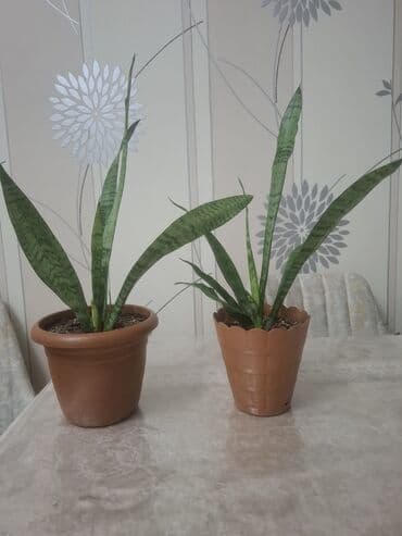 ev gullerinin satisi: Sansevieria (Qayın dili) – otaq bitkisi 2 ölçüdə var.Böyuk olan 55 sm — 2