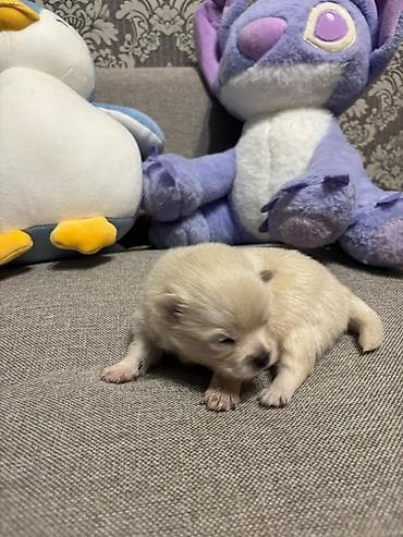 Şpitz, 1 ay, Ünvandan götürmə — 3