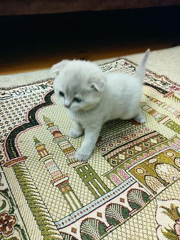 Pişiklər: Şotland yastı qulaq — 7