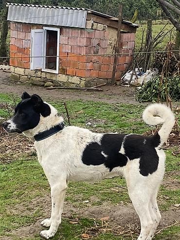 ağ ordək: 7 ay, Erkek, Peyvəndli, Ödənişli çatdırılma — 2