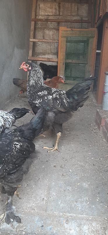 Toyuq cücələri, Damazlıq — 3