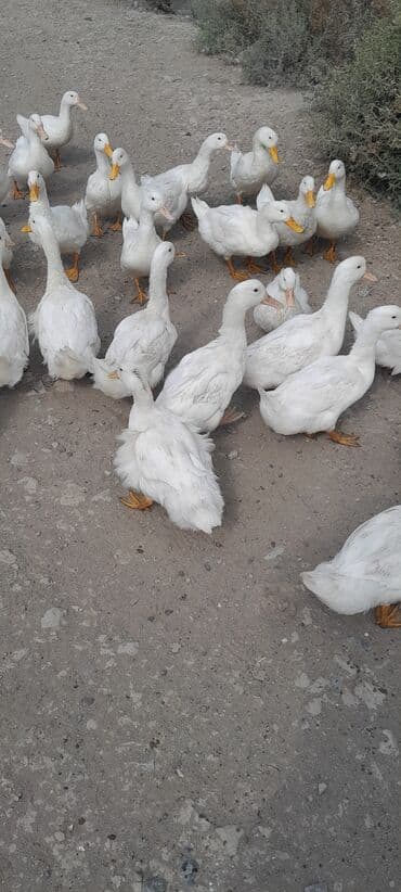 ördək balası və cücə: Ağ ördəklər sürüsü - Rəng: tam ağ lələkli, narıncı gaga və pəncələr - — 3