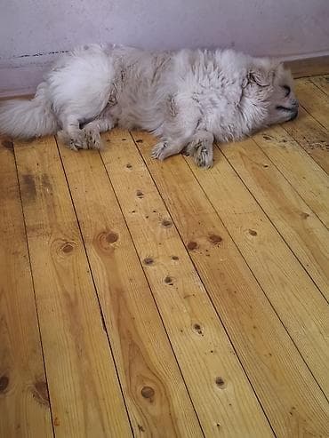 etibarli ellere it: Pekines — 5