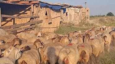 Qoyun sürüsü – ətlik və damazlıq üçün - Növ: yerli qarışıq lalafo.az -da Qoyun sürüsü – ətlik və damazlıq üçün - Növ: yerli qarışıq
