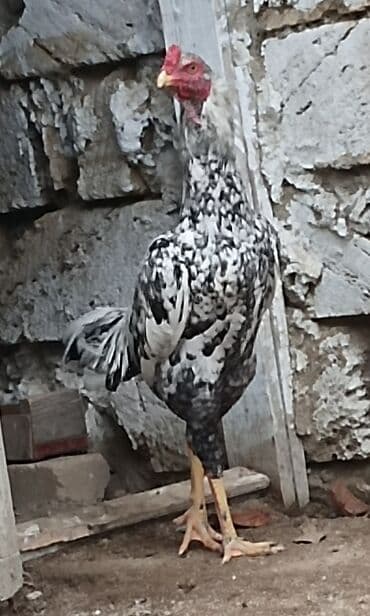 toyuq satan: Toyuq, Damazlıq, Ünvandan götürmə — 3