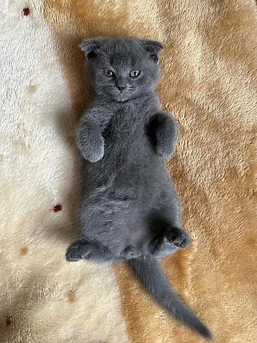 pişiy pulsuz: Şotland yastı qulaq — 1