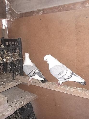 cin bildircin: Boz-ağ rəngdə dekorativ göyərçinlər - Növ: dekorativ/şou tipli — 1